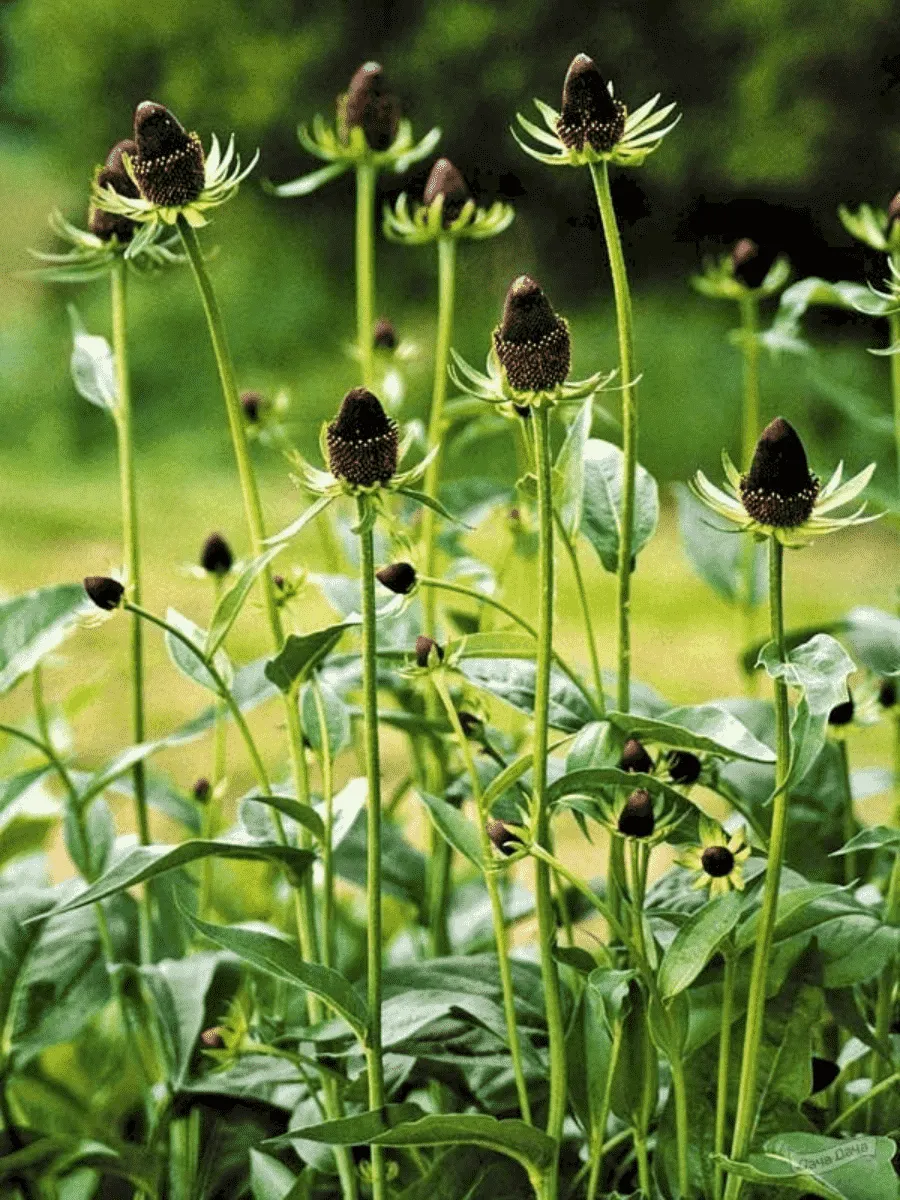 Рудбекия западная Green Wizard