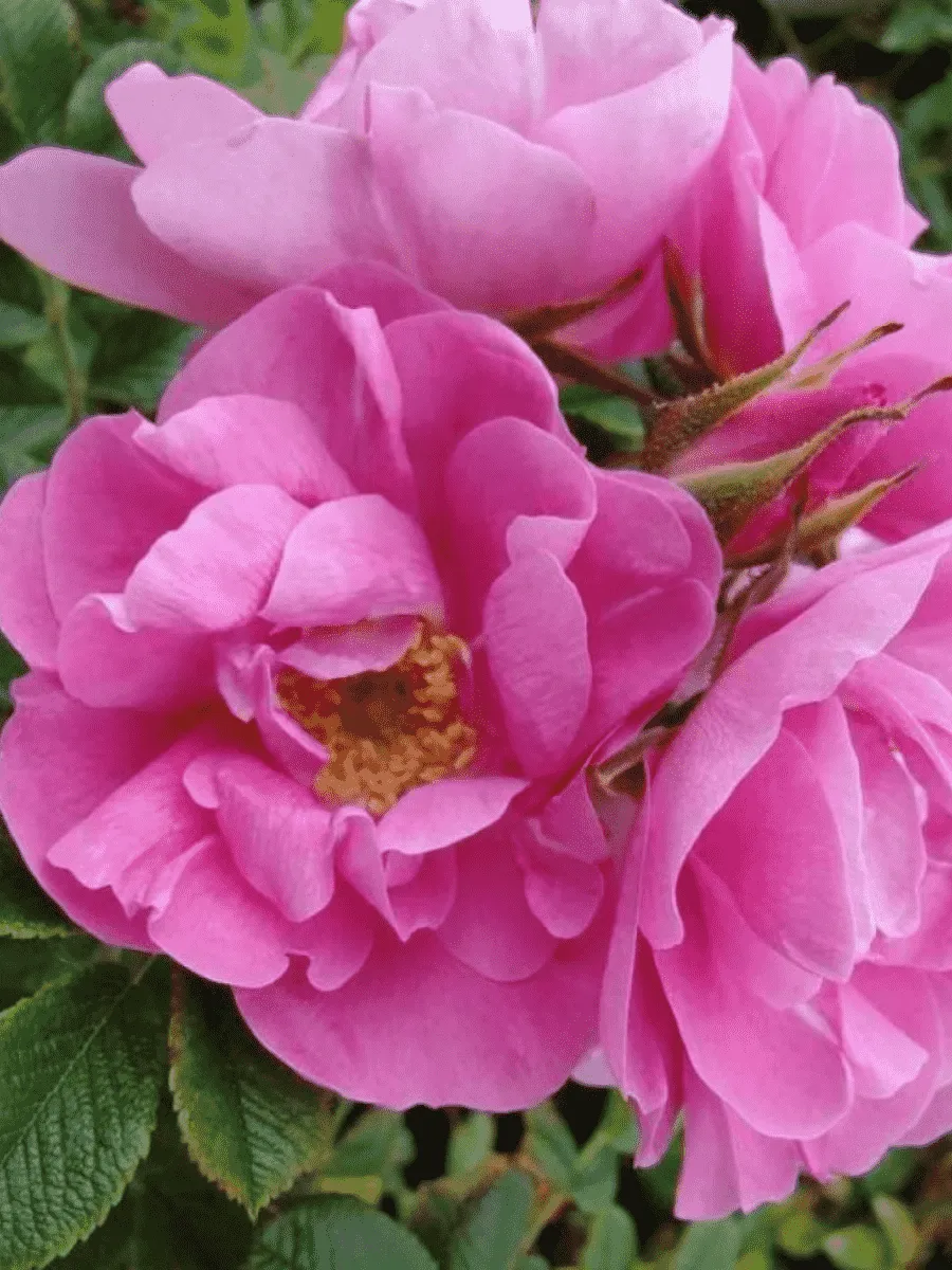 Роза парковая Jens Munk