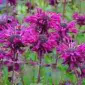 Монарда гибридная Melua Burgundy