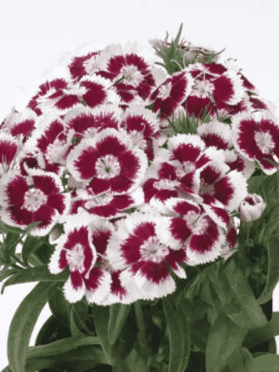 Гвоздика турецкая Red Picotee