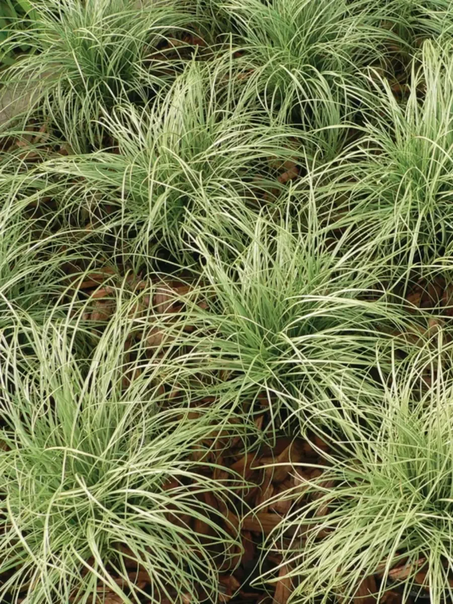 Осока власовидная Amazon Mist