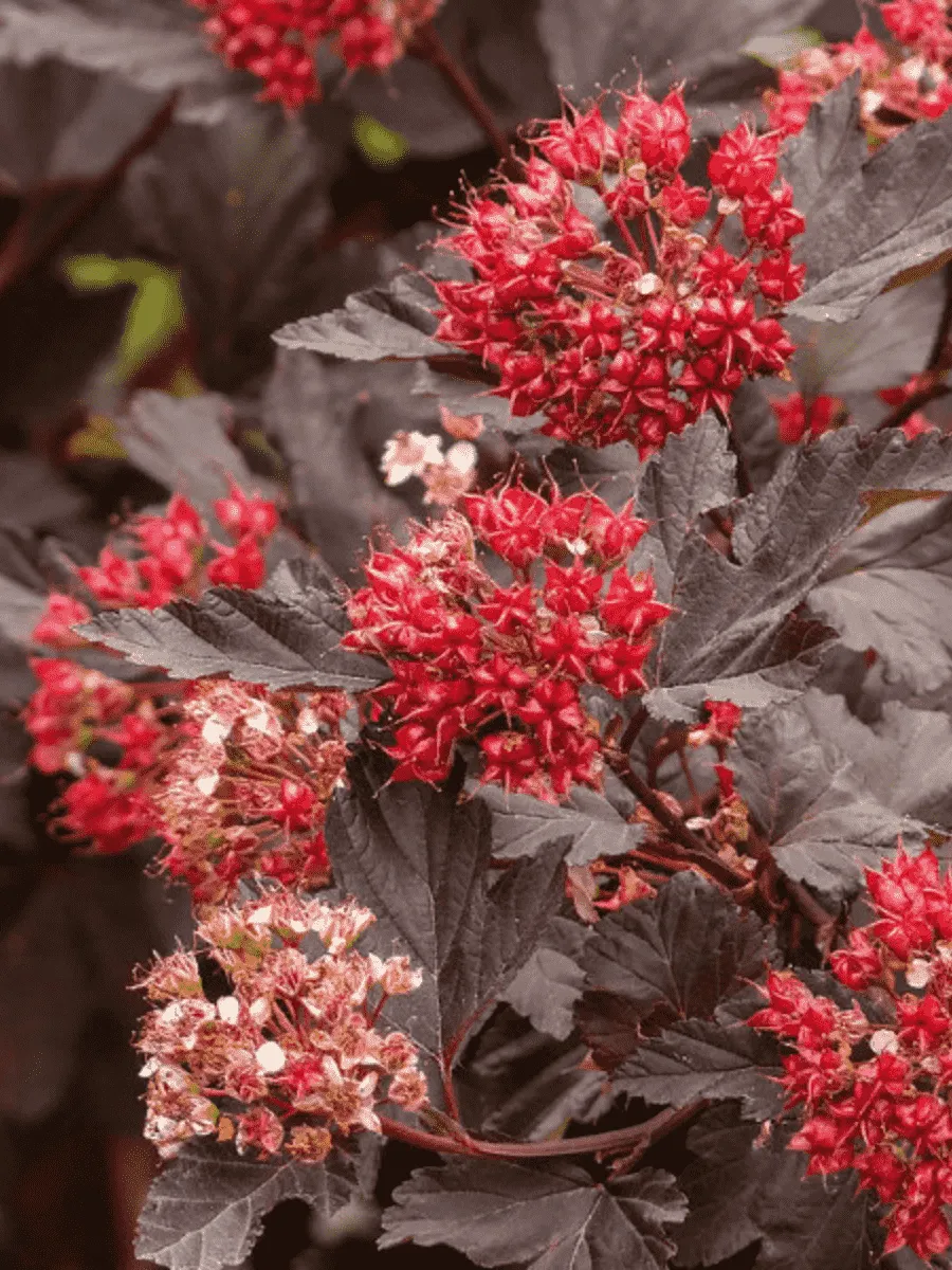 Пузыреплодник калинолистный Red Baron