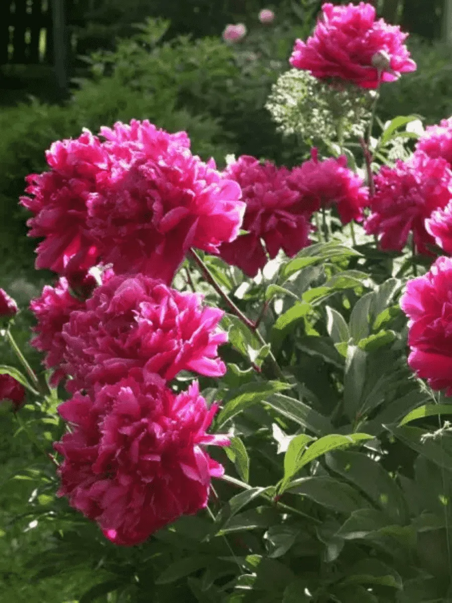 Пион Молочноцветковый Karl Rosenfield