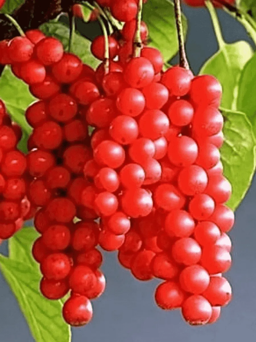 Лимонник китайский