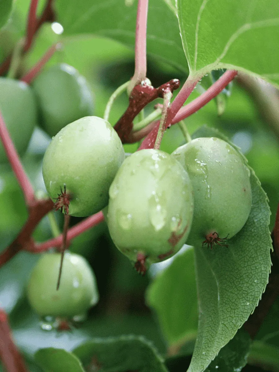 Актинидия Аргута  Issai