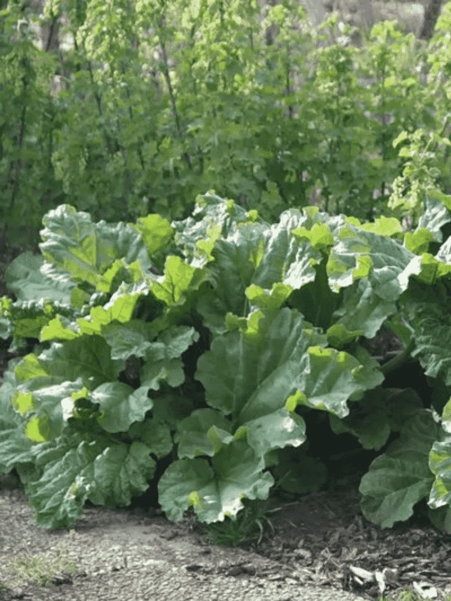 Ревень волнистый Rhabarbarum