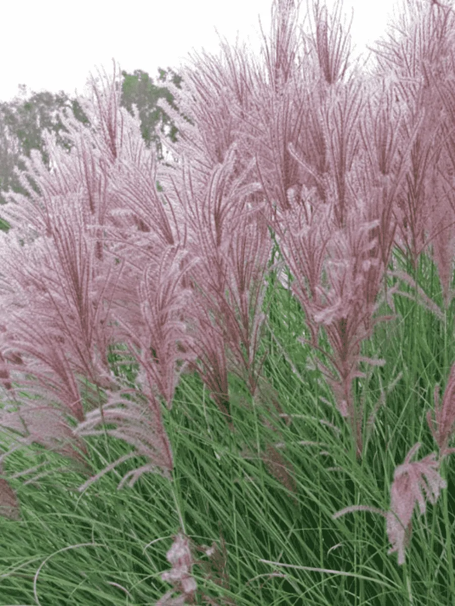 Мискантус китайский Gracillimus