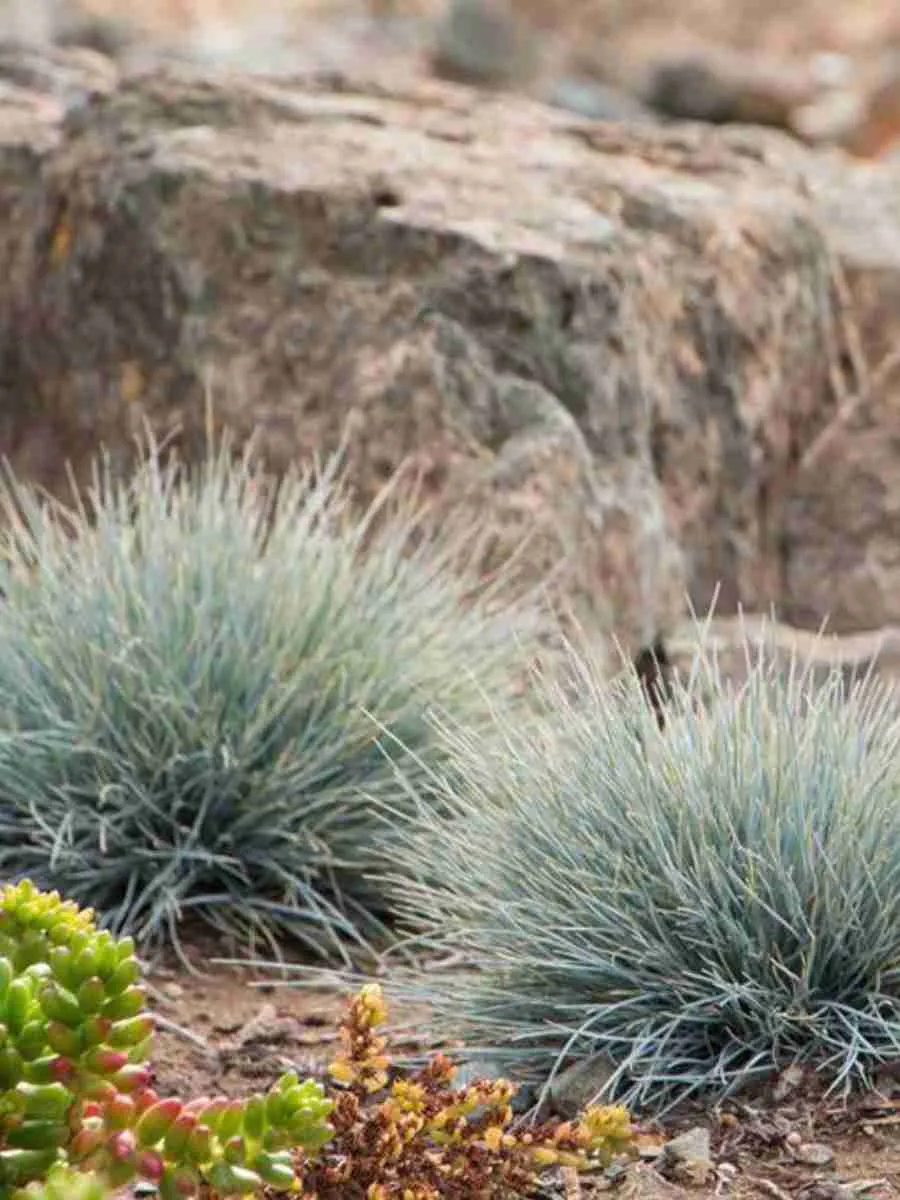 Овсяница Elijah Blue