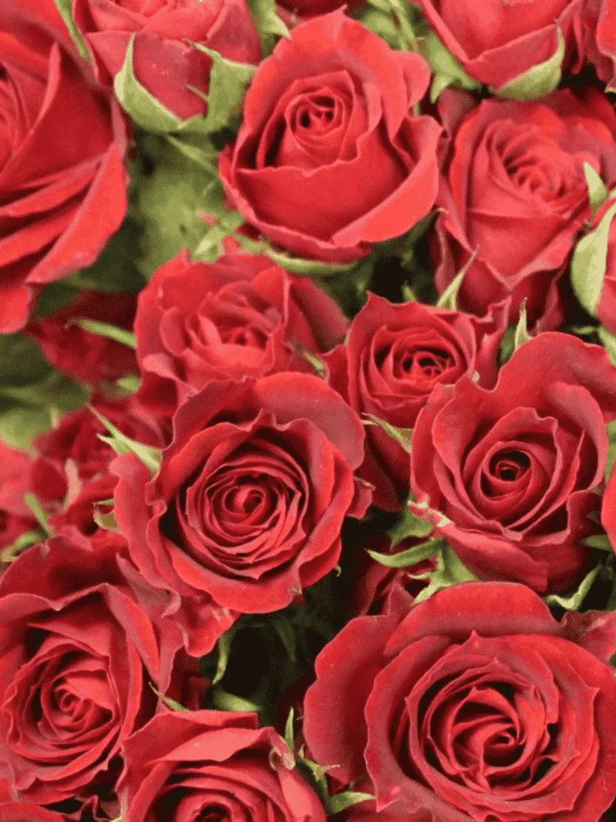 Роза спрей Red Mikado