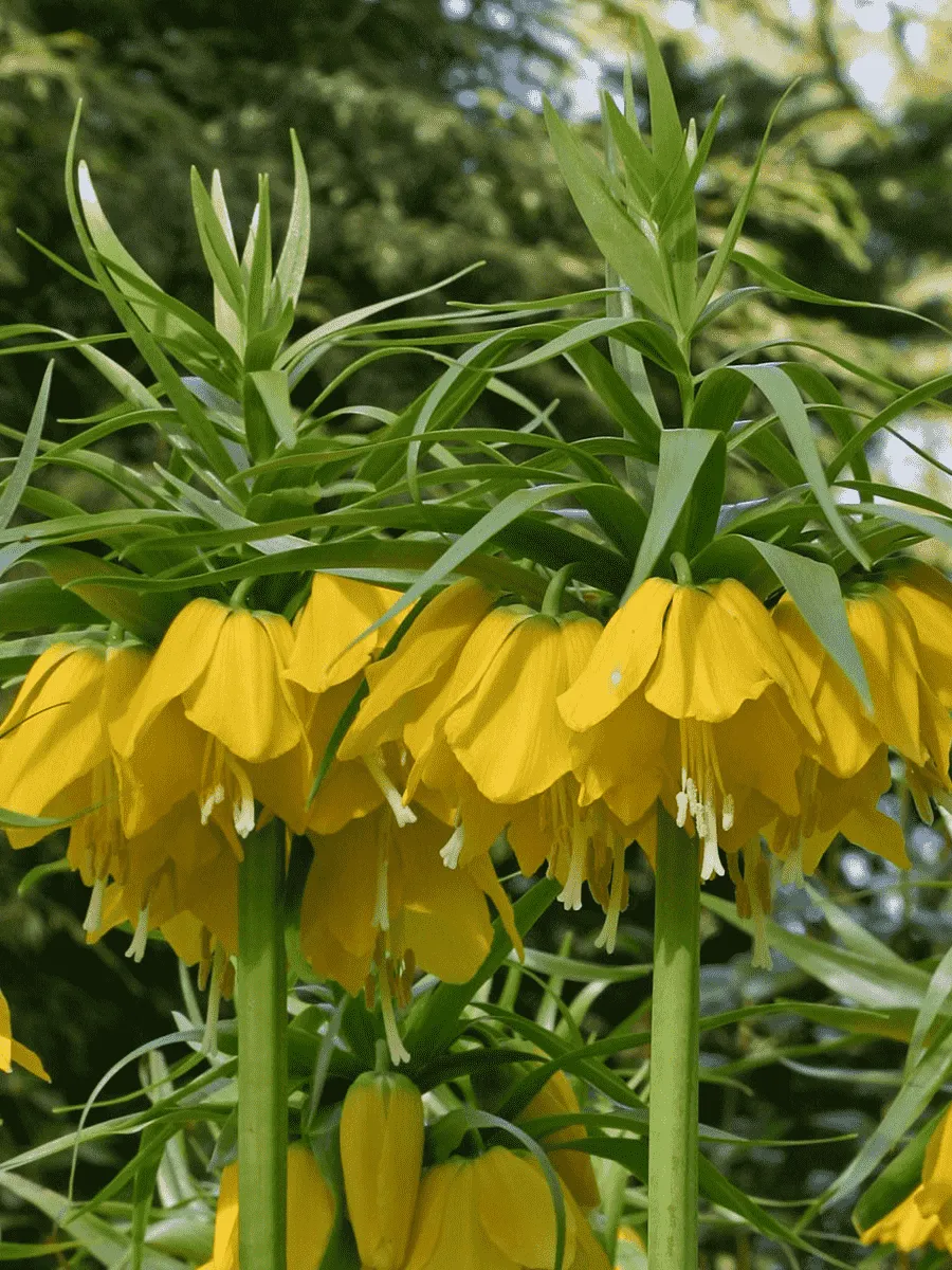 Рябчик императорский Lutea