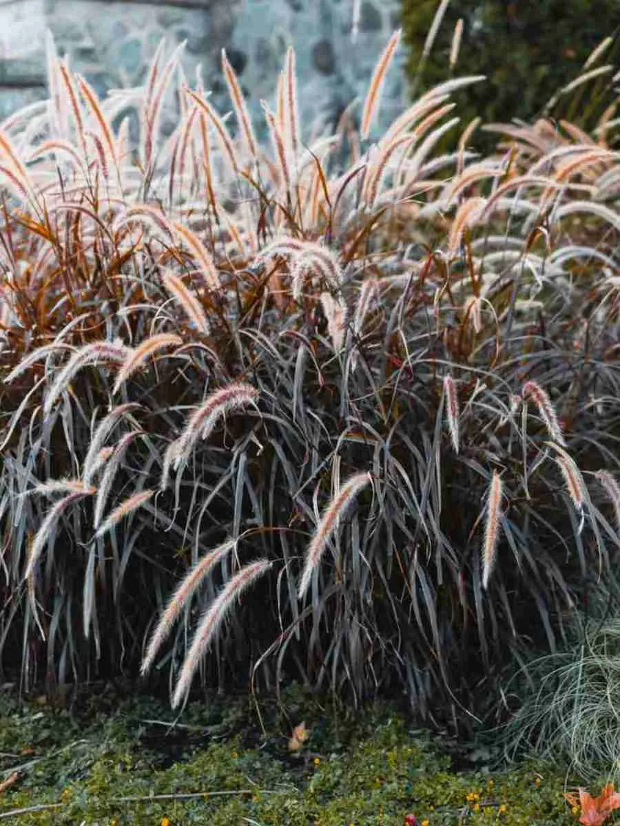 Пеннисетум