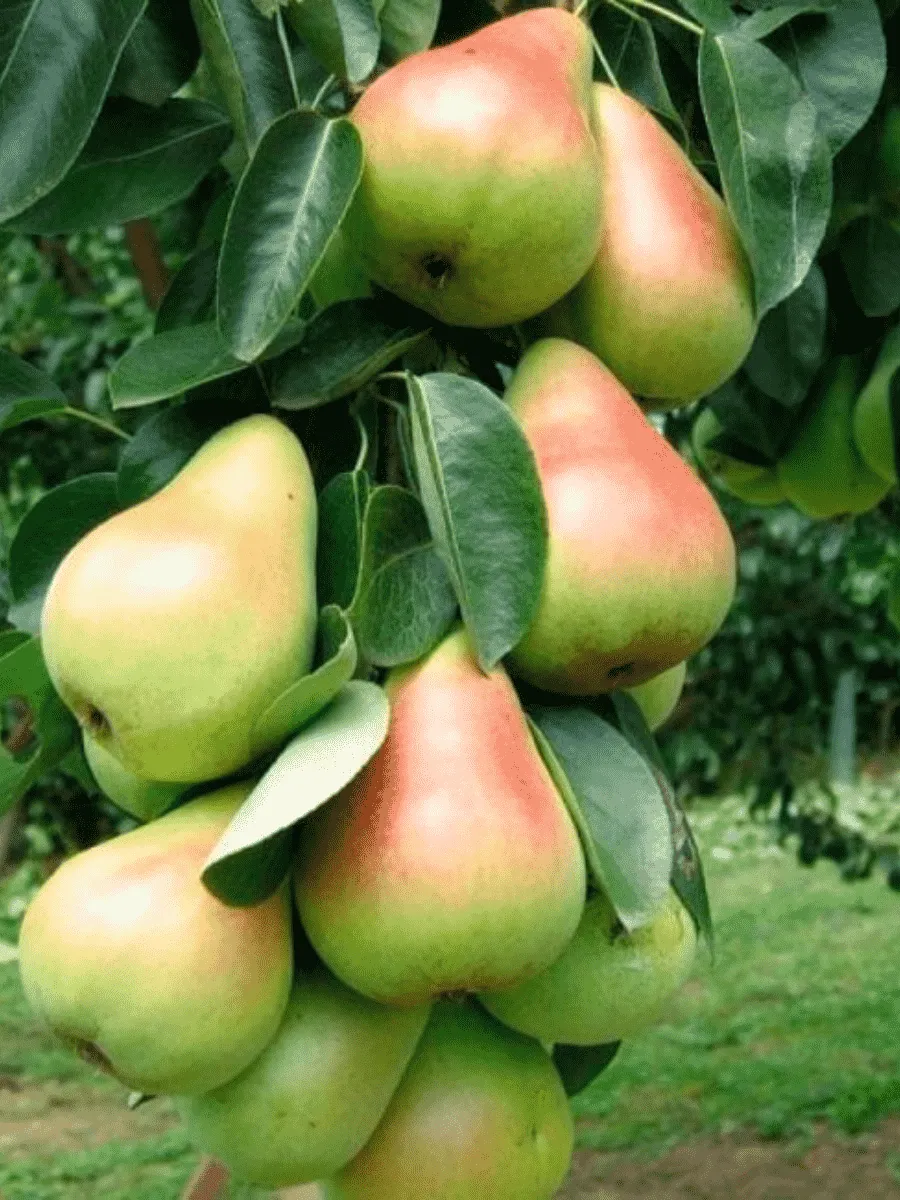 Груша Г-2 (колоновидная)