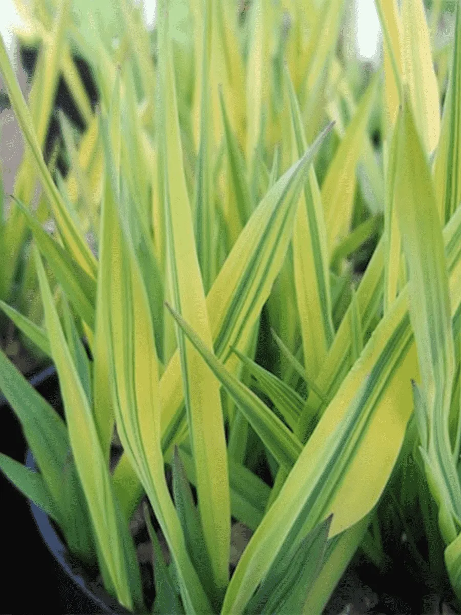 Фалярис тростниковый Arctic Sun