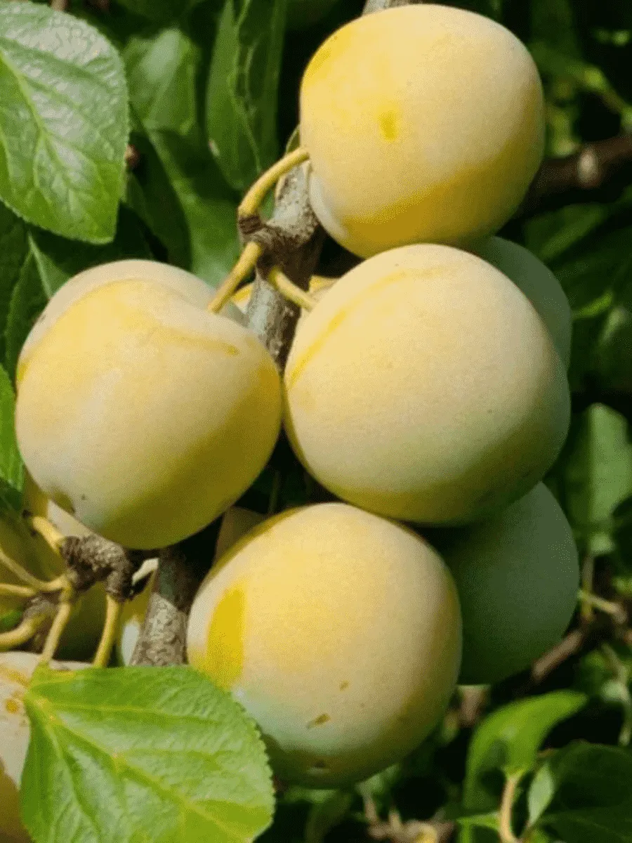 Слива домашняя Ренклод колхозный