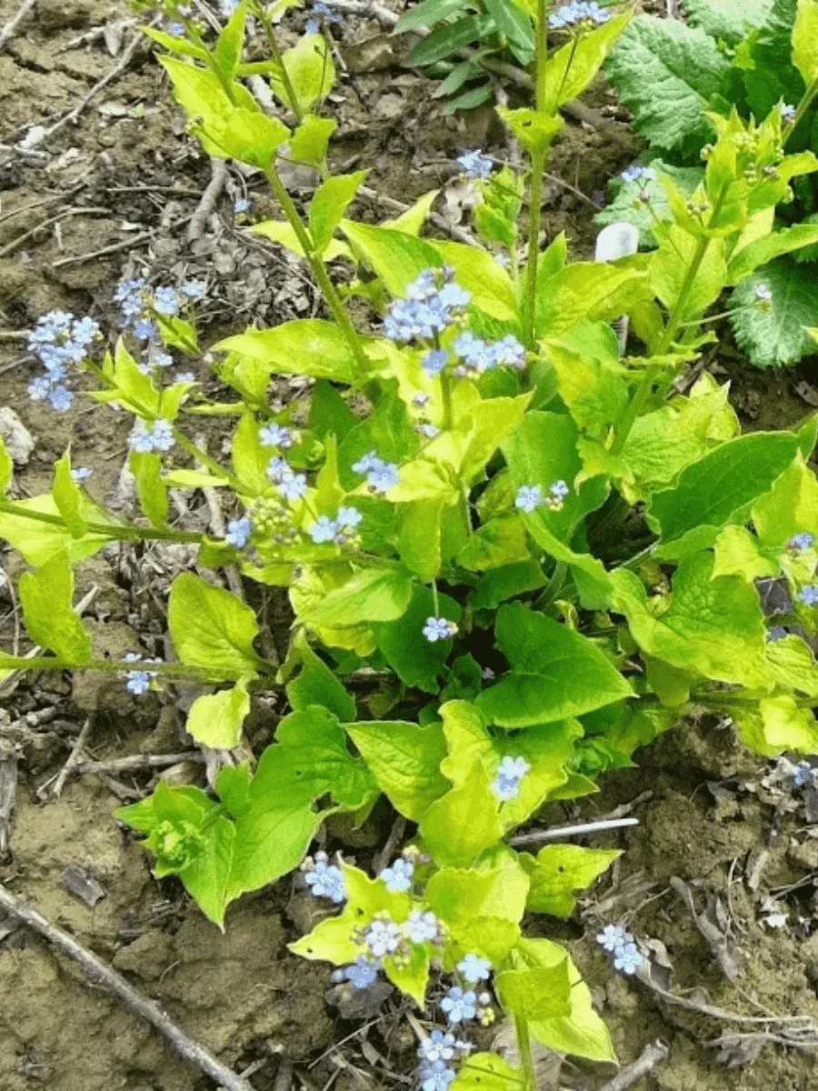 Бруннера крупнолистная Diane's Gold