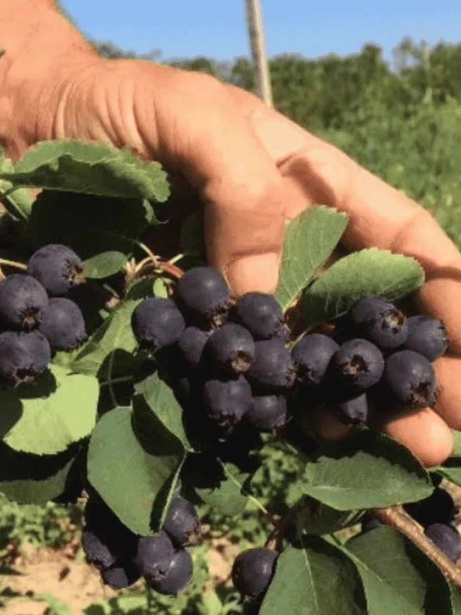 Ирга канадская Sleyt