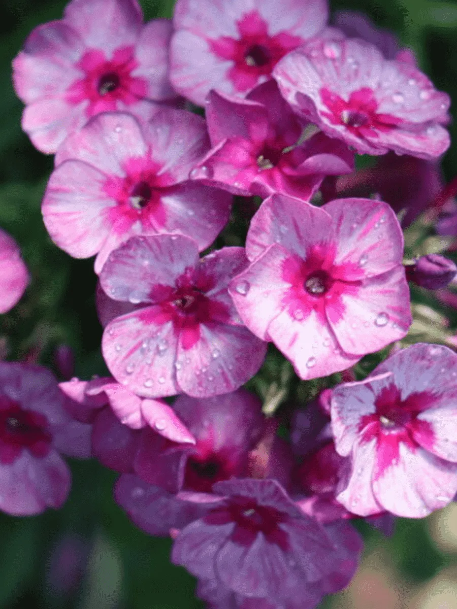 Флокс метельчатый Дракон