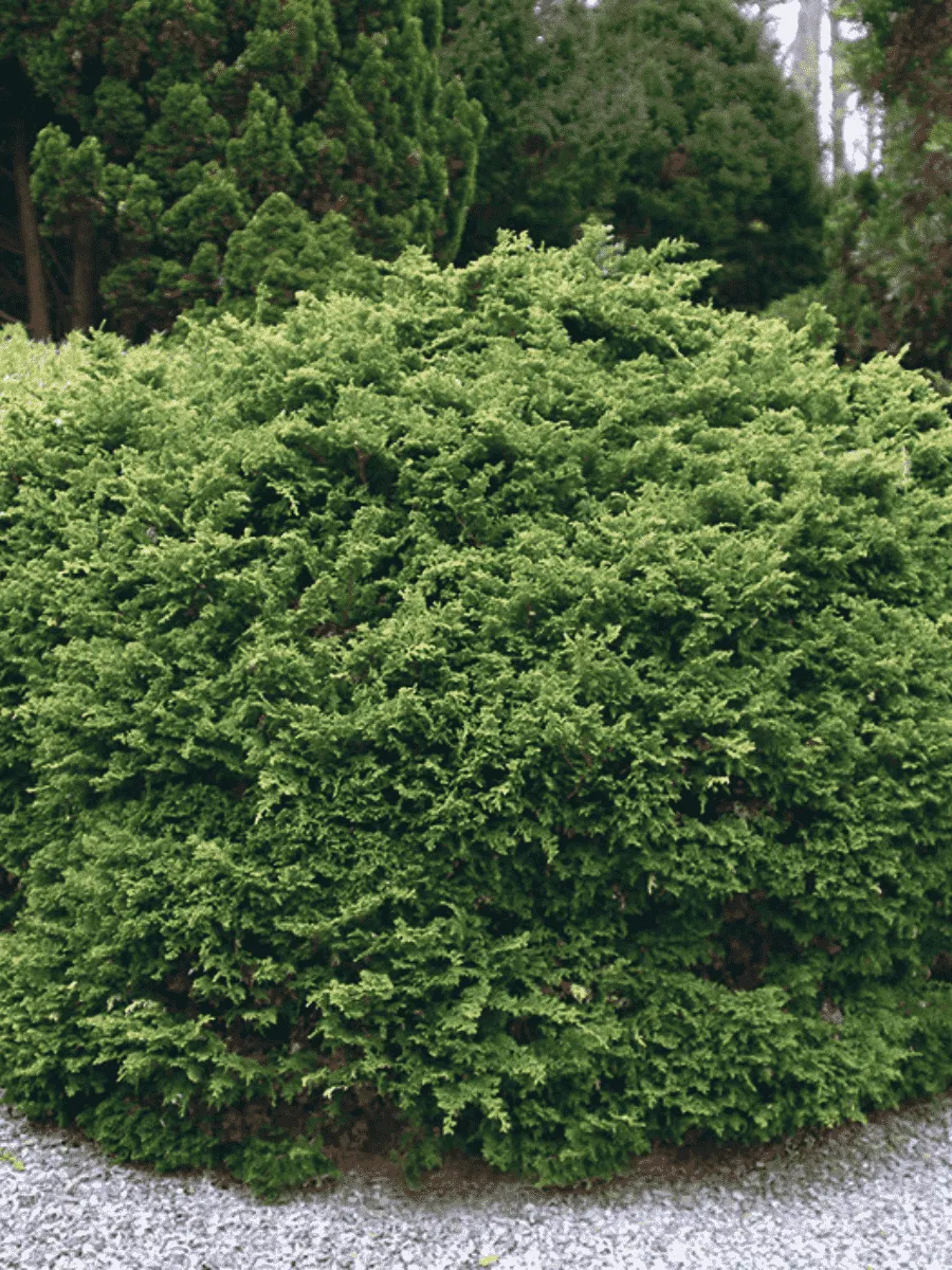 Кипарисовик тупой Pygmaea