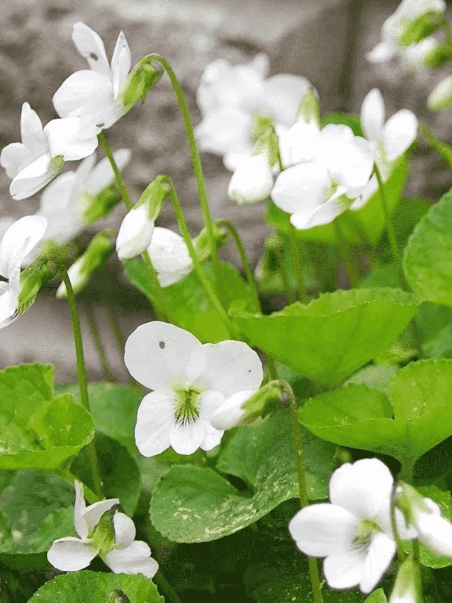 Виола сестринская Princess Luise