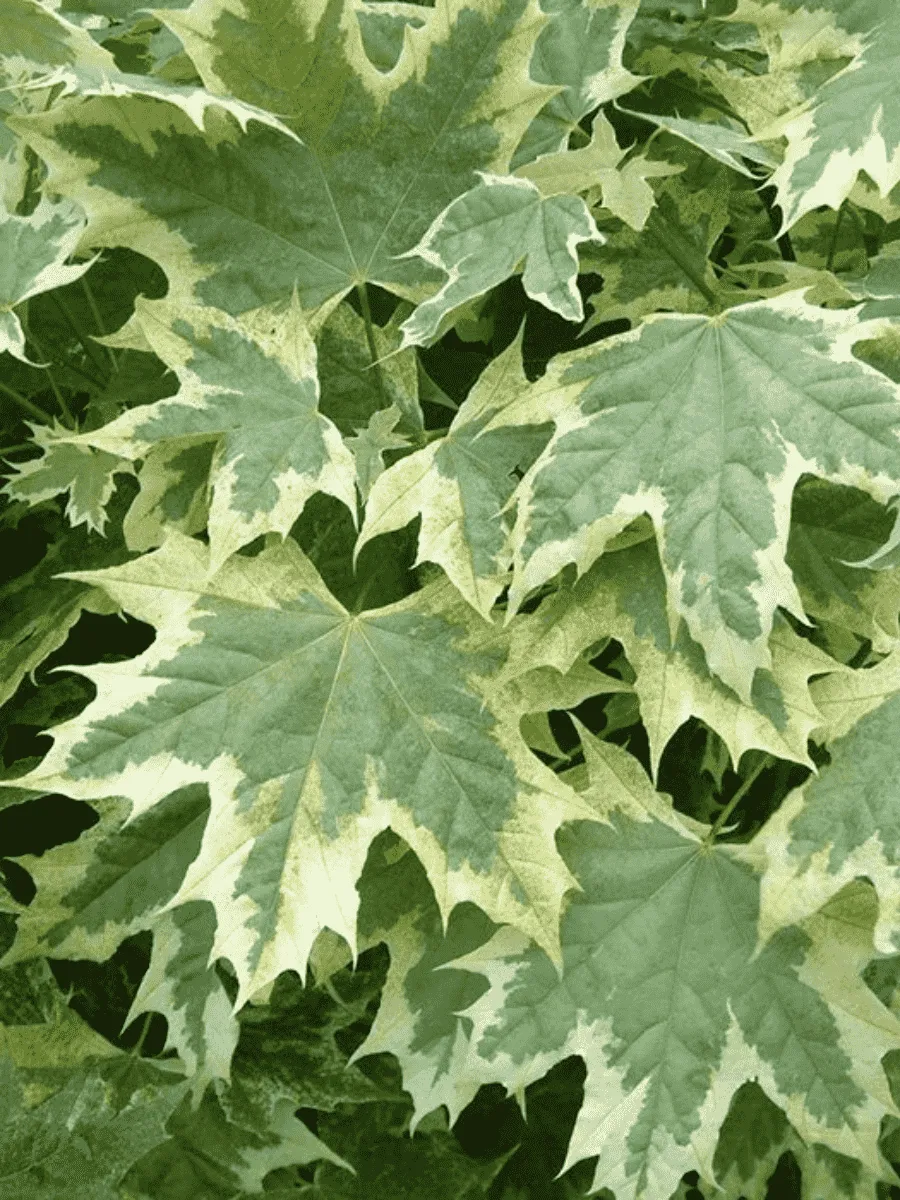 Клен остролистный Drummondii