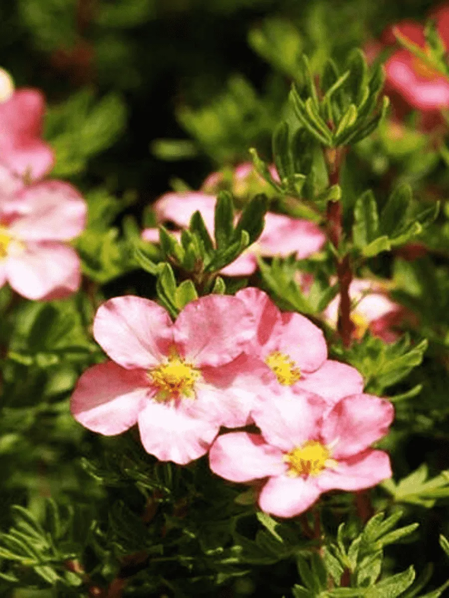 Лапчатка кустарниковая Glamour Girl