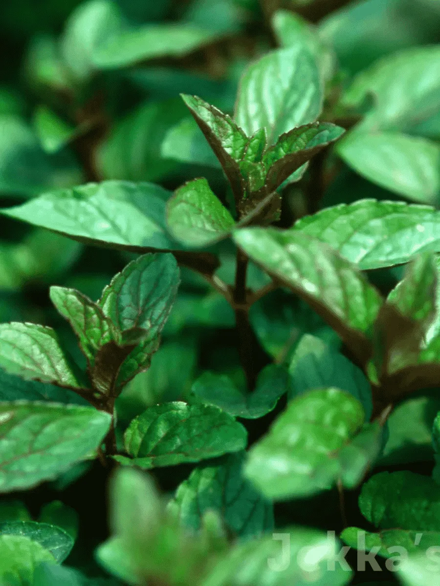 Мята перечная Black Mitcham