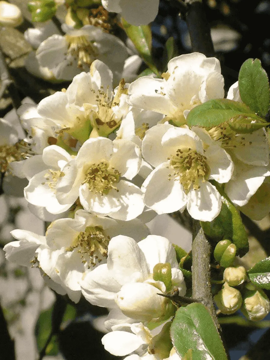 Айва великолепная Jet Trail