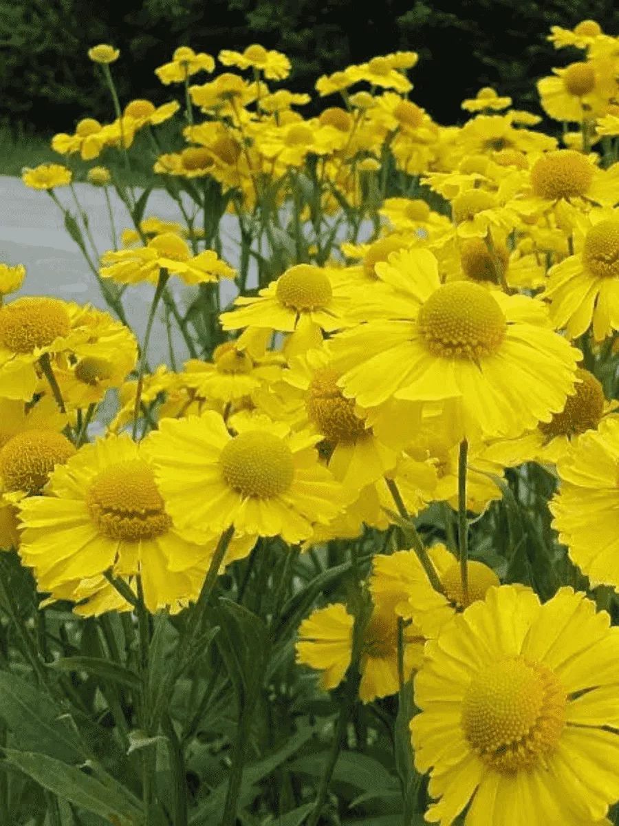 Гелениум осенний Kanaria