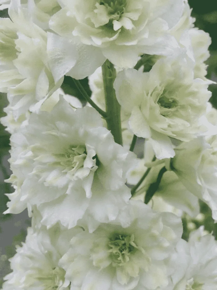 Дельфиниум  культурный Highlander Morning Sunrise