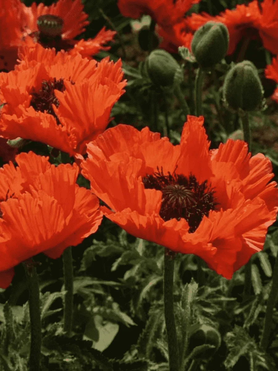 Мак восточный Turkenlouis