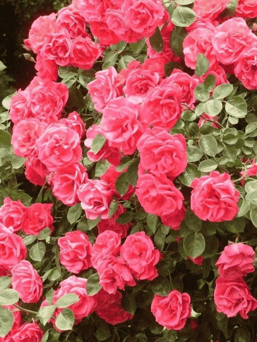 Роза плетистая Девичьи грезы