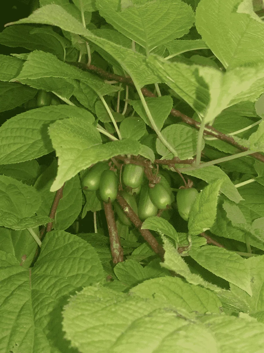 Актинидия коломикта Dr Szymanowski