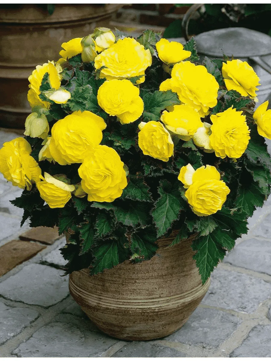 Бегония Yellow