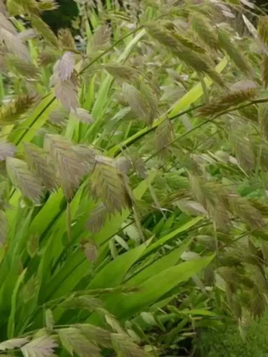 Хасмантиум широколистный