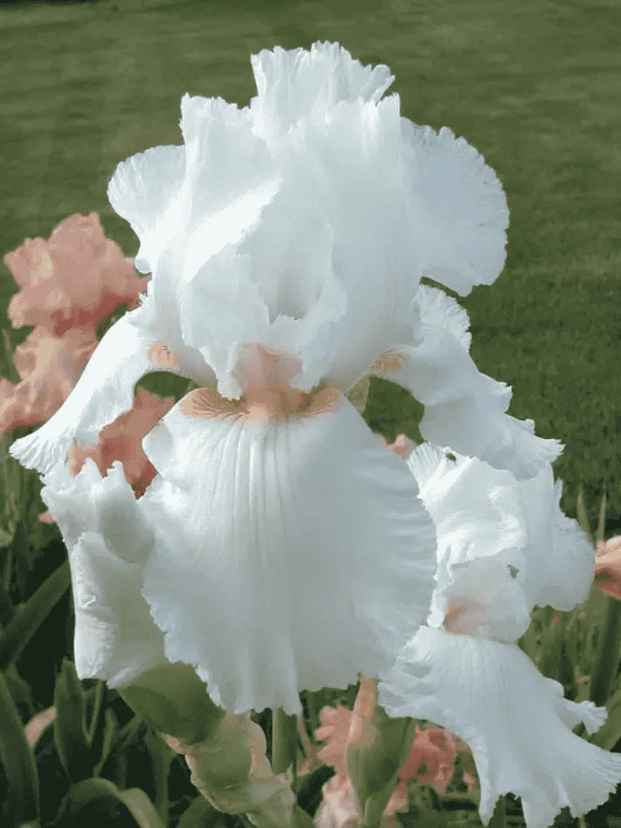 Ирис германский Immortality