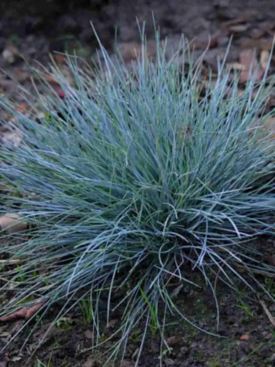 Овсяница валийская Buddy Blue