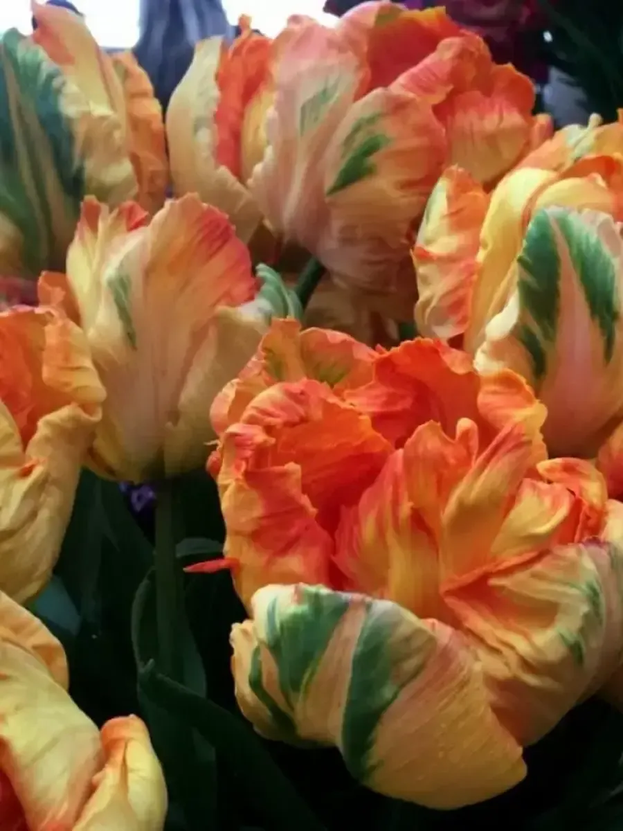 Тюльпан Parrot King