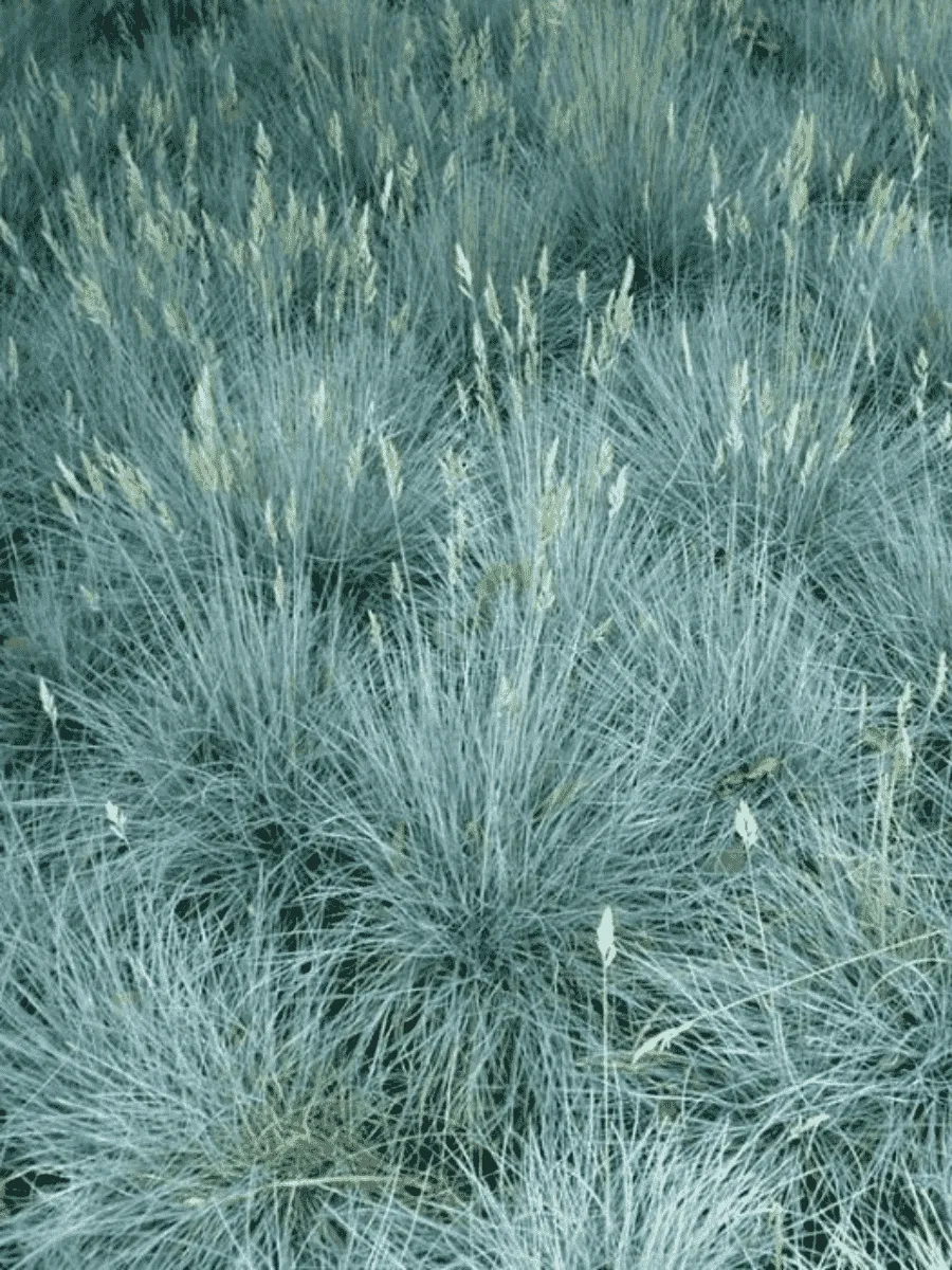 Овсяница сизая Freddy