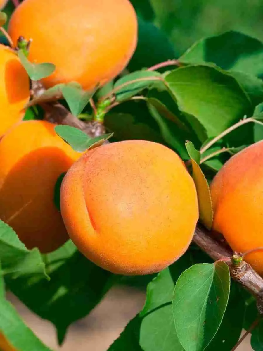 Абрикос Goldrich