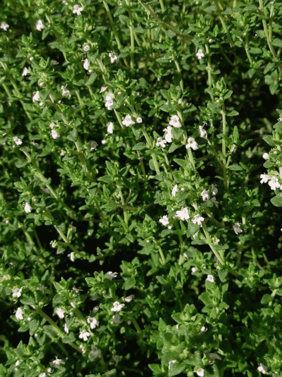 Тимьян обыкновенный Fredo Strong