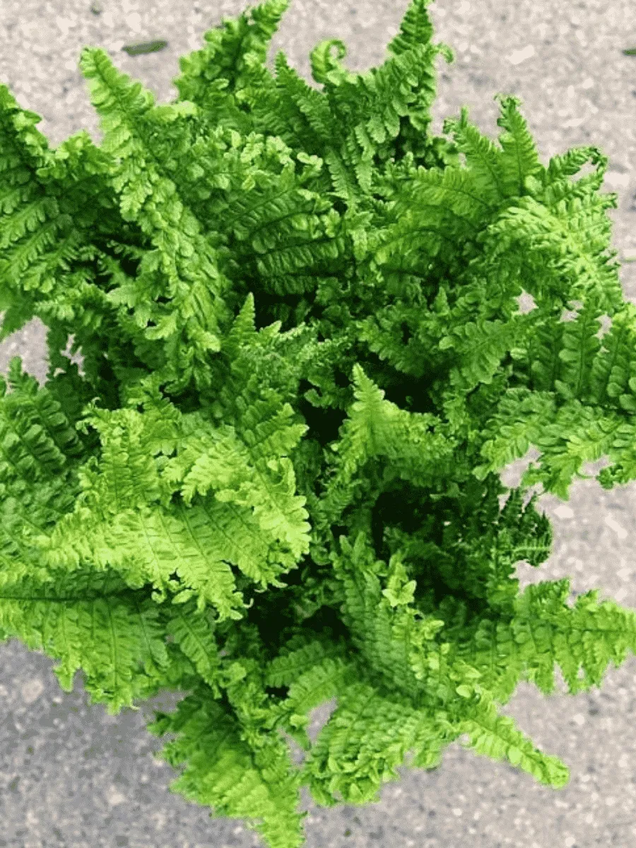 Щитовник мужской Crispa