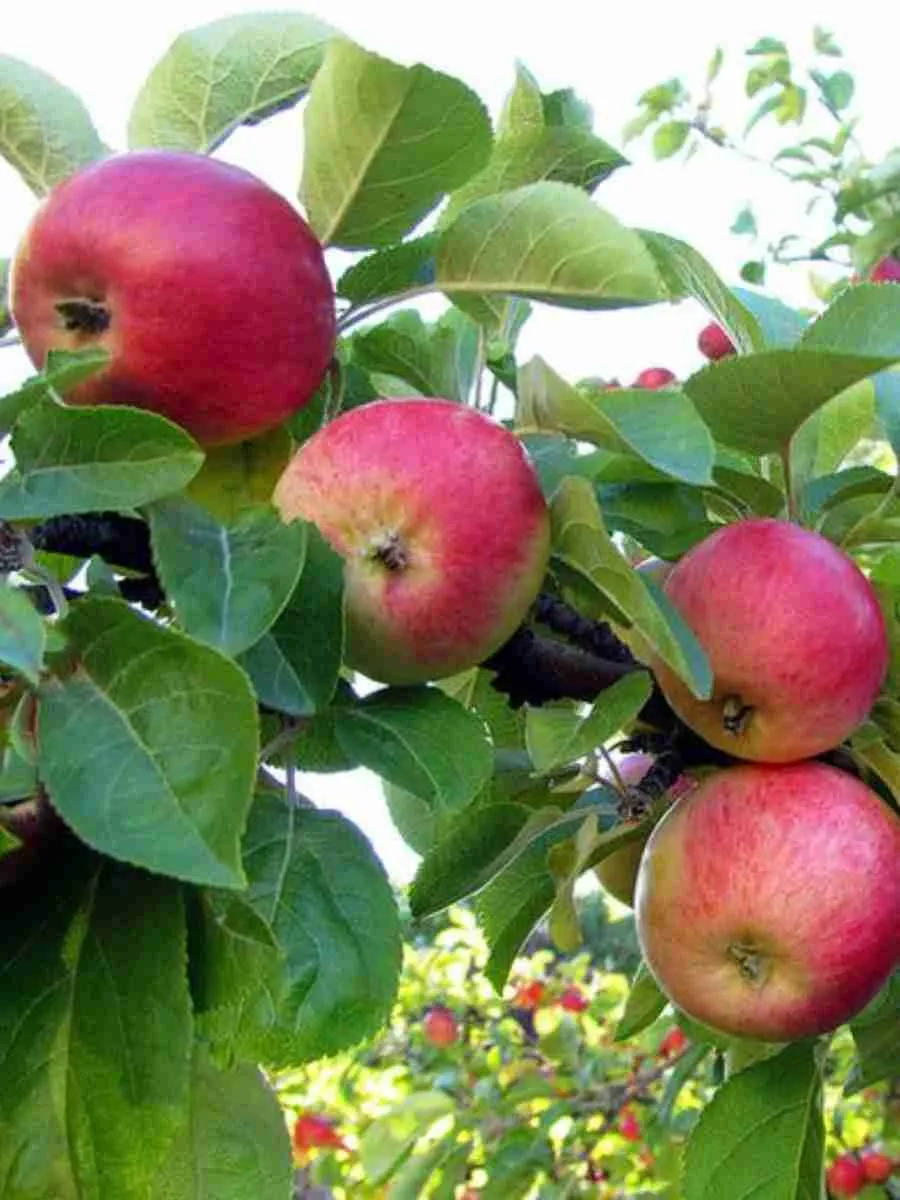 Яблоня
