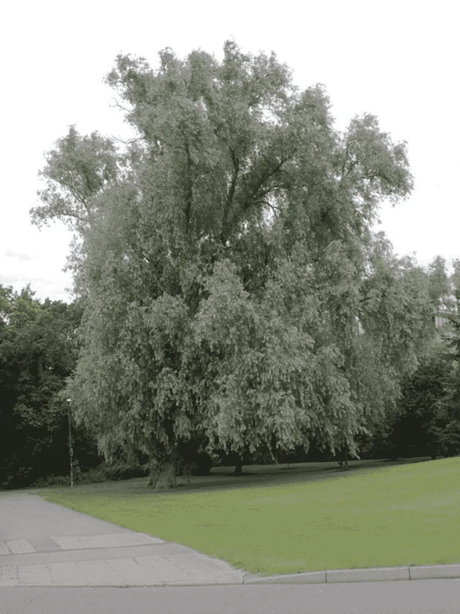 Ива белая серебристая