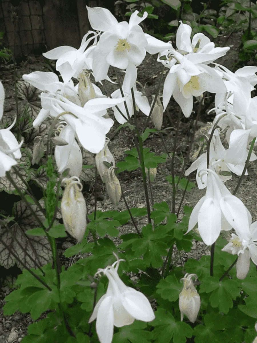 Аквилегия вееровидная Spring Magic  White