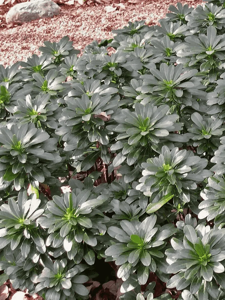 Молочай миндалевидный Robbiae