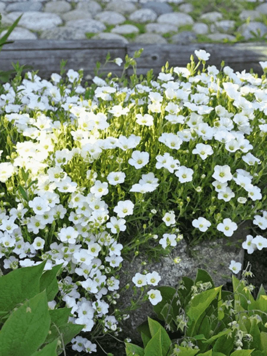 Песчанка горная Mont Blanc