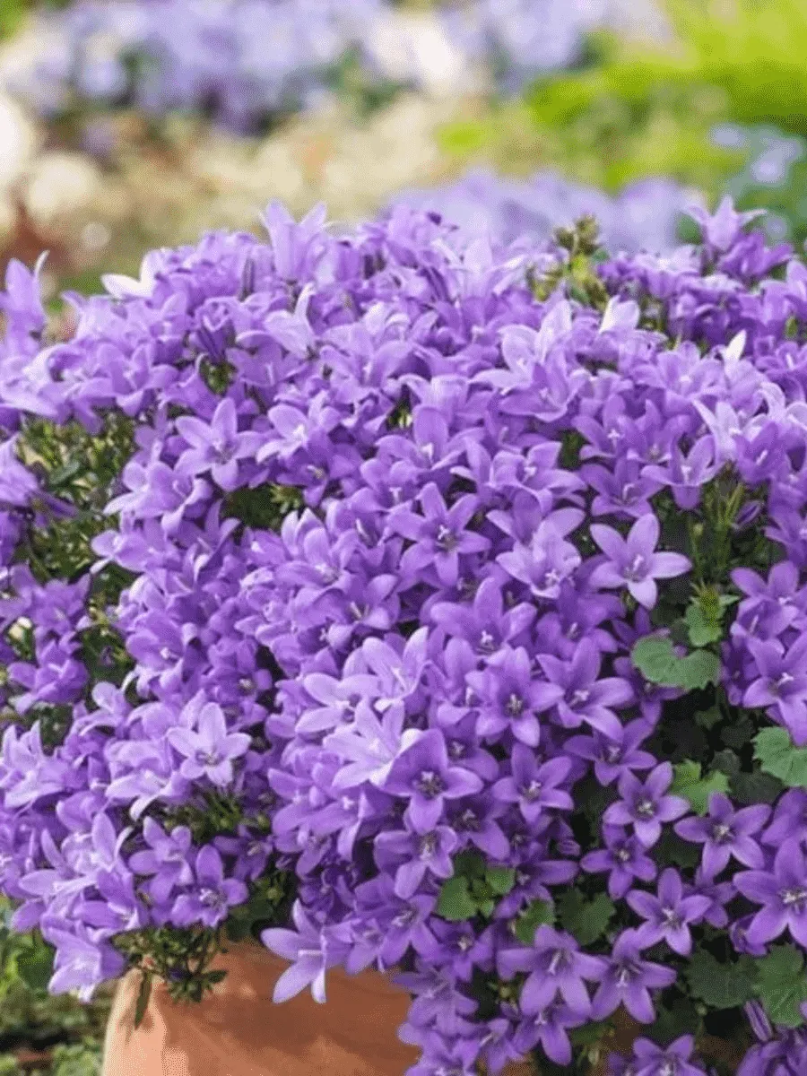 Колокольчик Портеншлага Blue Magic