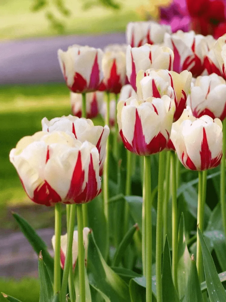 Тюльпан Portofino-Maureen