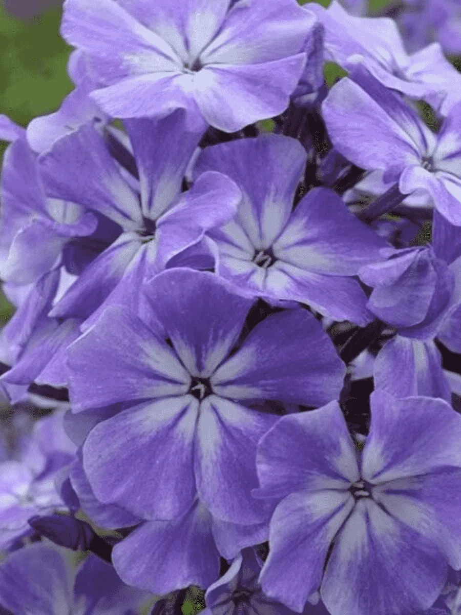 Флокс Голубые Кристаллы