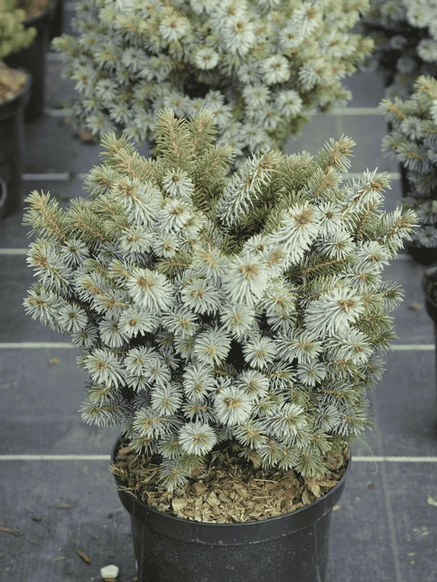 Ель ситхинская Nana